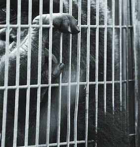 The Monkey's Paw by W.W. Jacobs - Part 2