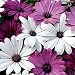 20+ White & Purple African Daisy Mix Flower Seeds / Perennial