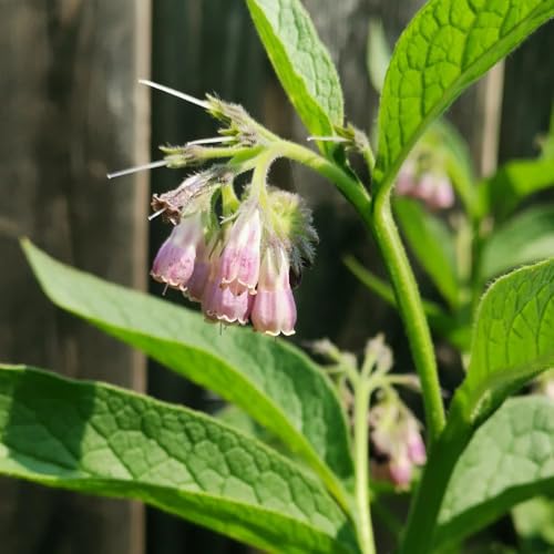semillas de consuelda, semillas de jardín para invitados cobertura del suelo jardín rocas resistentes exterior resistentes exterior para 200pcs