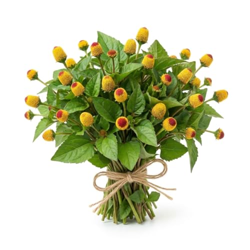150 Buzz Button Seeds Spilanthes - Acmella Oleracea Electric Daisy Flowers Edible Flower Seeds for Cocktails Culinary Garnish Gardening & Natural Toothache Remedy Easy-to-Grow