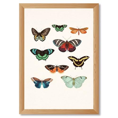Framed Butterfly Poster Canvas Print Art Collection Vintage Aesthetic Wall