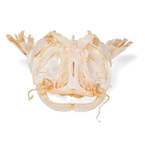 Image of 3B Scientific GmbH T30030 Catfish Skull