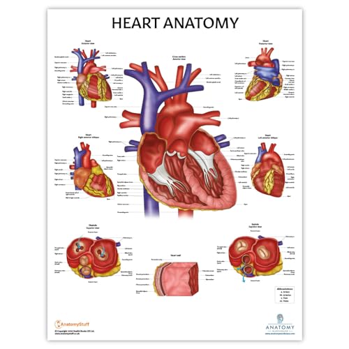 Anatomy Lab Human Heart Anatomy Poster, LAMINATED, Anatomy and Physiology Poster, 17.3 x 22.5 Inches, Heart Anatomy Poster, Anatomy Posters for Walls Laminated, Organ Anatomy