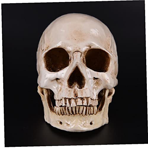 Crâne de collection en résine médicale, artisanat haut de gamme - 3