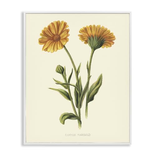 Stupell Industries 'Twin Marigold Blooms'�A�z����W�[�N���[�A�[�g�A�z���C�g�A60.5 x 30�C���`�A�|���₷�����A�č����AConnie Resch��
