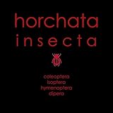  Insecta