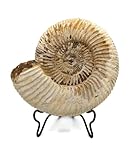 Ammonite fossile de grande taille avec support de 3,5 à 10,2 cm Ammonite véritable de Madagascar.