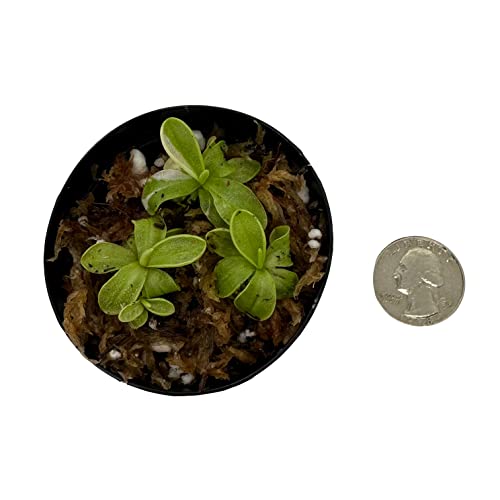 Small Butterworts (Pinguicula) Carnivorous Plant in 2 inch Pot (NOT Mature OR Full Size)