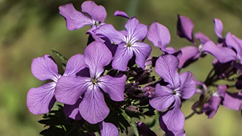 Cemeha Seeds - Silver Dollar Lunaria Mix Money Plant Biennial Flowers For Planting #TOP7