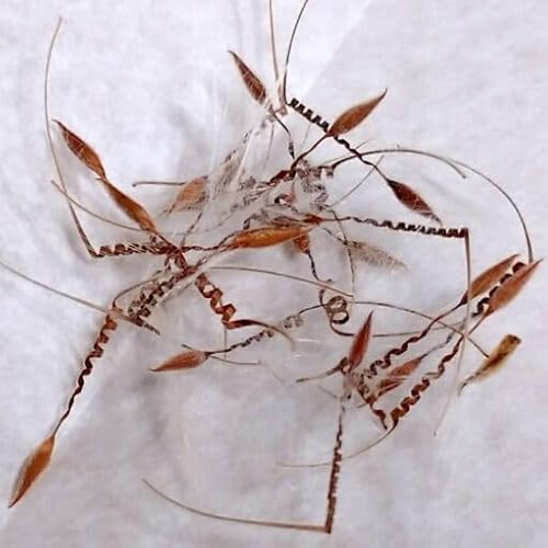 【種子】ペラルゴニウム・クリズミフォリウム 5s Pelargonium crithmifolium