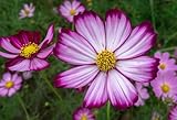 Grow Your Secret Garden