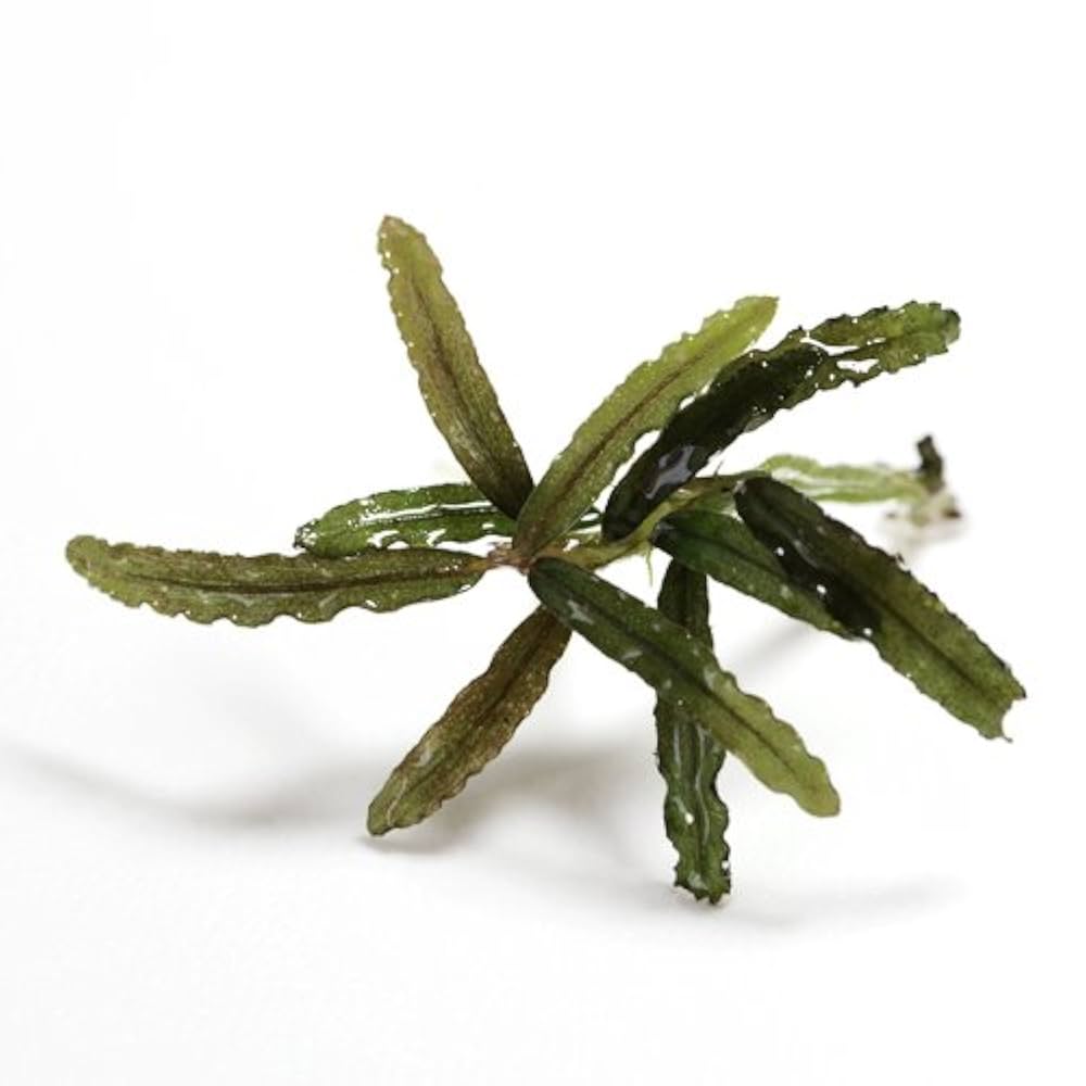 ブセファランドラ sp カユラピス1 Amazon.co.jp: (水草)ブセファランドラ カユラピス＜1株＞[生体