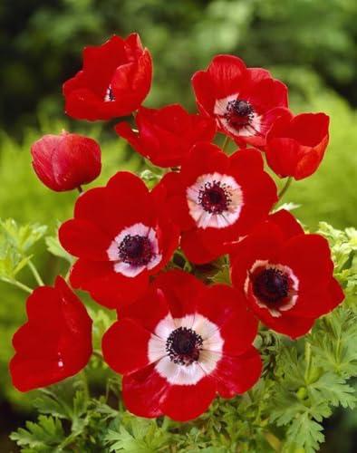 Lot de 5 Bulbes d' Anémones - Hollandia coronaria - calibre 3/4 - La Main Verte