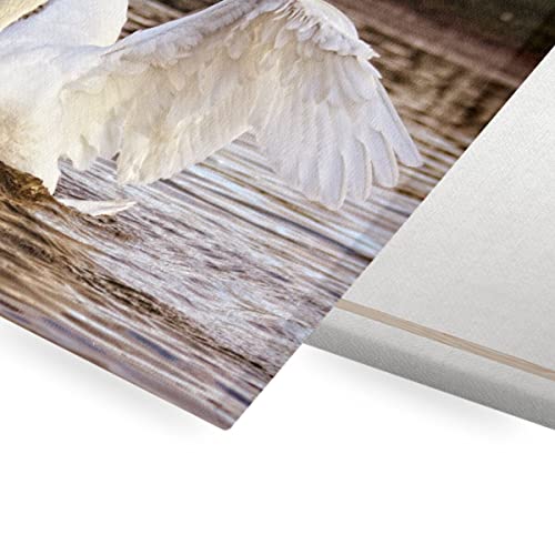 Cygnes prend son envole affiche tableau déco salon 43x30