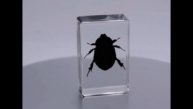 Zambia Histeridae　21mm Family Histeridae - Clown Beetles - BugGuide.Net