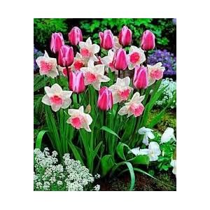 Bonsai Semi di piante acquatiche doppie petali rosa Narcisi semi per il giardino domestico di 100 particelle/lotto