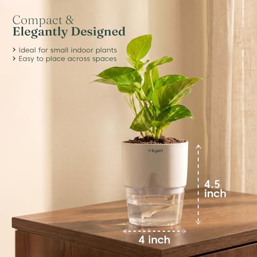 Image of Kyari Good Luck Money Variegated Live Plant with Black Self Watering Pot 4 Inch - Money Plant Indoor Live Plant with Pot for Home, Living Room - Lucky Vastu Air Purifying Plant