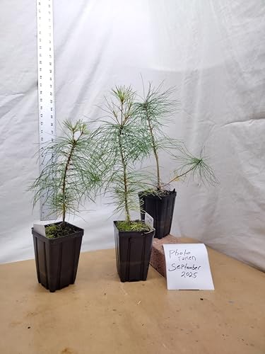 Eastern White Pine 2 Year Old Young Tree