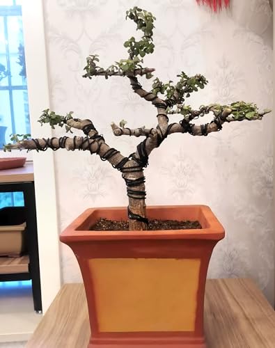 QWORK® 5 Größe Bonsai Draht Eloxiertes Aluminium Draht für Pflanzen und Bäume, 1,0mm/1,5mm/2,0mm/2,5mm/3,0mm, 40 Meter Insgesamt