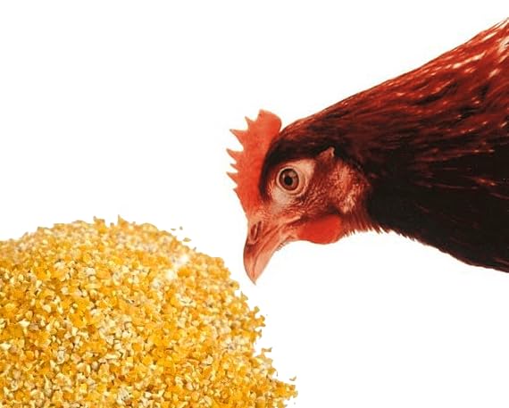 Mais Granturco Spezzato Mangime per Galline Polli Oche Anatre Conf. da 10-15-25 Kg (25 Kg SACCO) - immagine 4