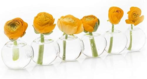 CHIVE ‘Caterpillar’ Bubble Bud Vase for Centerpieces — 6 Hole Multi Chamber Clear Glass Flower Vase for Short Flowers — Small, 10.25” Long (Set of 6)