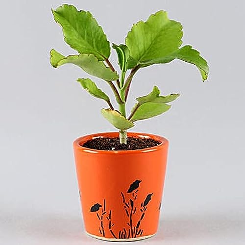 Grun Nature Care/Miracle Leaf Plant/Patharchatta Kidney Stone Medicinal Ayurvedic Plant