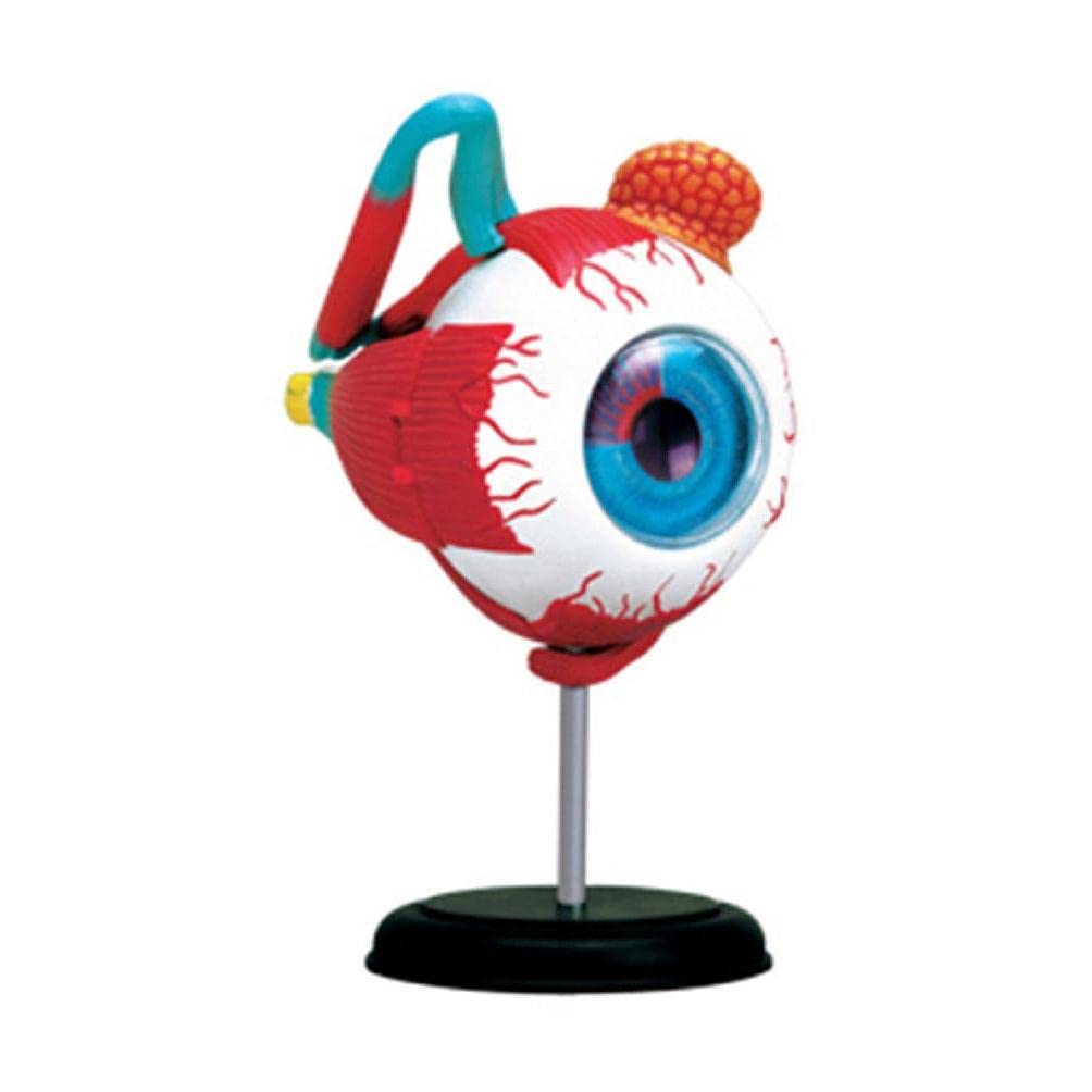 Modèle d'oeil et de paupière pour expliquer l'anatomie sans schémas abstraits