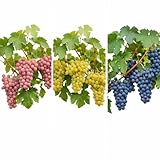 3er Set Weintrauben Pflanzen - Rosa, Hell & Blau | Winterharte Weinreben | Ideal für Garten, Pergolen & Terrassen | Ertragreiche Sorten mit süßen Trauben