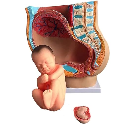 Modèle pelvis fœtus 9 mois avec structures anatomiques précises