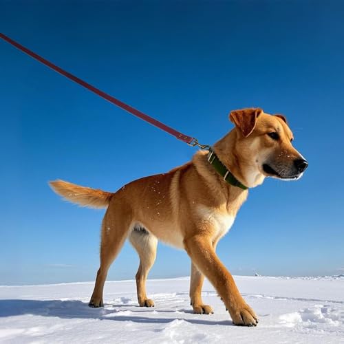Wisedog Rubber Dog Collar for Medium Dogs - Waterproof Dog Collar with Quick Release Metal Buckle Easy to Clean Puppy Collar for Outdoor Use, Green(S:10"-14") by Wisedog - Image 6