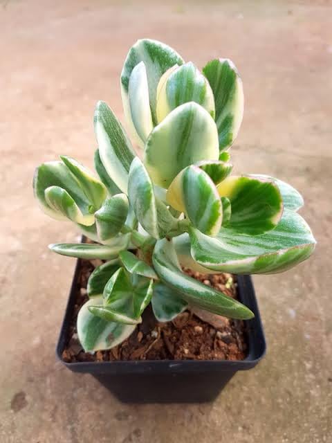 Sedum Burrito Succulent Live Indoor Plant Live Indoor Plant Easy Care Houseplant for Home Office Decor – Pack of 1-image-16