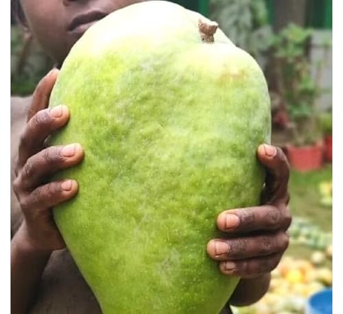 Image of Pyanabi''Grafted Noorjahan Mango Plant - Live Tree 2 Feet Tall - Fruits in Just 2-3 Years - Ideal for Home Gardens & Urban Planting - large fruits of approximately 3 to 4 kg live fruit plant