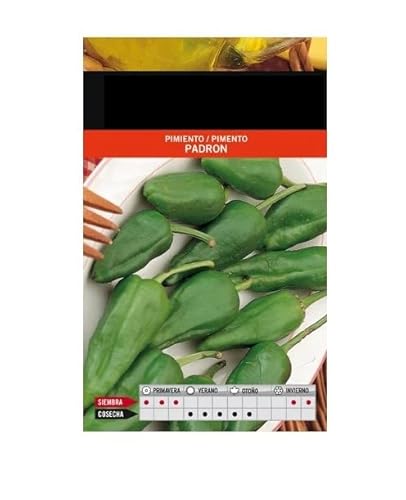 Semillas Verdura Pimiento del Padrón para Hacer Crecer en Casa Plantas Pimiento Padrón
