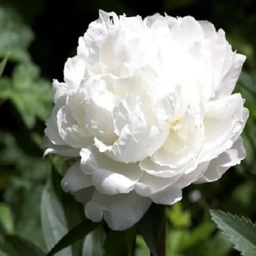100pcs Peony Flower Seeds White