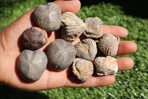 Image of Amazing Marine Fossil Collection: 4 Fossilized Sea Urchins and 6 Authentic Brachiopods, Perfect for Collectors and Natural Decor A177
