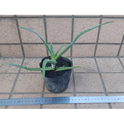 AG c L_`AG 3.5|bg a10.5cm|bg ϗtA