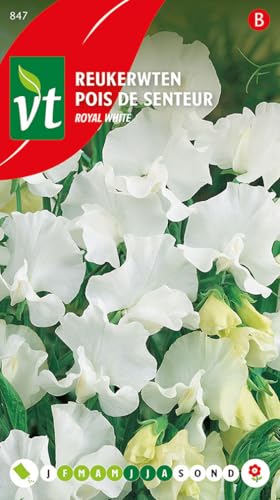 Pois de senteur Royal white Graines - Plante grimpante à fleurs au parfum très agréable