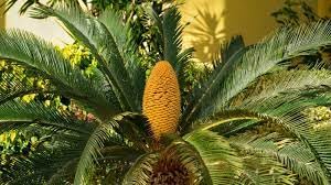 Amazon.com : New Fresh 125pcs Sago Palm, Tree Seeds Generic