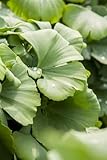 PlantaPro