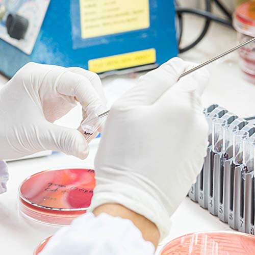 ULTECHNOVO Cucchiaio da Laboratorio in Acciaio