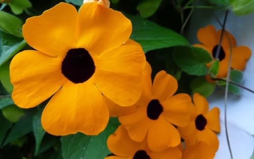 Black Eyed Susan Vine Seeds - 25 Seeds Fast-Growing Climbing Flower Seeds for Lush Gardens Vibrant and Easy-to-Grow Garden Blooms