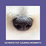  Pet Anxiety Buster