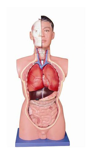 Preisvergleich Produktbild Anatomie Modell Menschlicher Torso Männlich