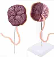 拙作「Placenta」 Placenta | Journal | ScienceDirect.com by Elsevier