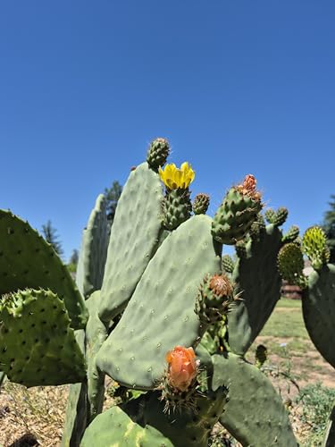 Prickly Pear Cactus Pads (Opuntia ficus-Indica) 3 Live Large Cut Pads (6–12 in) for Planting & Propagation, Indoor/Patio Cactus.