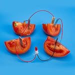 Fruit Power Generation Experiment Teaching Set DIY Biological Science Set Fruit Battery Science Experiment Kit