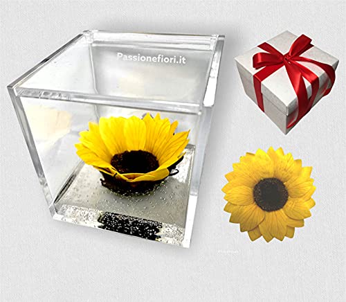 Passionefiori.it Cubo Girasole Stabilizzato 8cm con Fondo Effetto...
