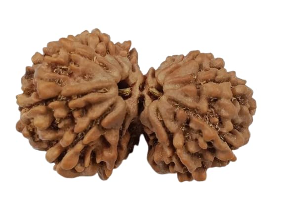 Gauri Shankar Rudraksha Original Certified Nepal 9 Mukhi Nepali Rudrakshas Brown Bead Naturally Joined गौरी शंकर रुद्राक्ष Original Nepal Gori Shankar Rudrakshaa Nau Mukhi For Men & Women By IRIS GEMS-image-17