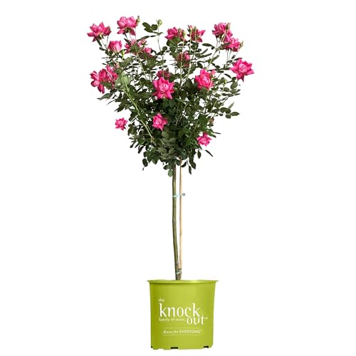 Knock Out 3 Gal. Double Pink Rose Tree Shrub