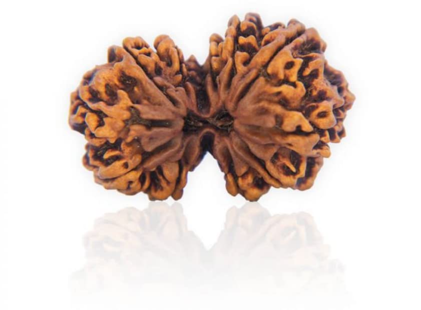 BluDiamond Gori Shankar Rudraksha Bead Gauri Shankar Rudrakshaa Original Certified Precious Gowri Shankar Rudraksh Real Combined Rudraks गौरी शंकर Gowri Shankar Rudraksh Blessed Shiv Shakti-image-40